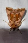 Autographa jota