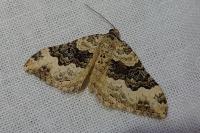 Epirrhoe galiata