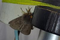 Diaphora mendica