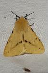Spilarctia lutea