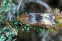 Pterothrixidia rufella