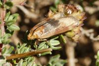Pterothrixidia rufella