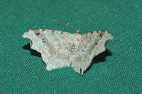 Macaria alternata