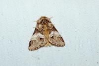 Drymonia dodonaea