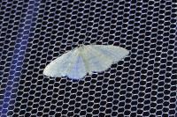 Idaea subsericeata