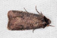 Peridroma saucia