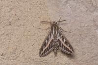 Hyles livornica