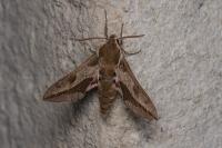 Hyles euphorbiae