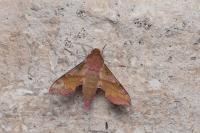 Deilephila porcellus