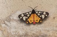 Arctia villica