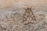 Conisania luteago olbiena