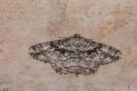 Peribatodes umbraria umbraria