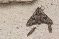 Lacanobia w-latinum
