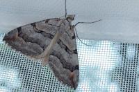 Aplocera