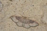 Idaea degeneraria