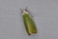 Earias clorana