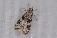Eudonia delunella