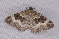 Epirrhoe alternata