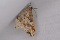 Macaria alternata