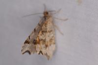 Macaria alternata