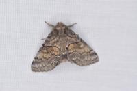 Gluphisia crenata
