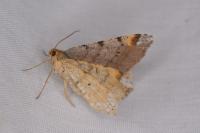 Macaria liturata