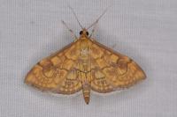 Anania verbascalis