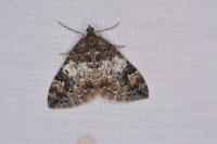 Dysstroma truncata