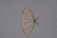 Cabera exanthemata