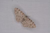 Aethalura punctulata