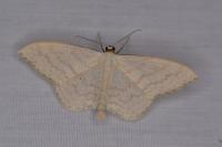 Scopula floslactata