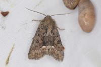 Oligia latruncula