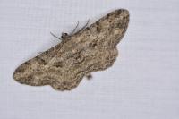 Peribatodes rhomboidaria rhomboidaria