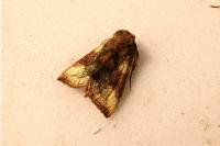 Diachrysia chrysitis