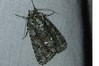 Acronicta rumicis