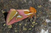 Axia margarita