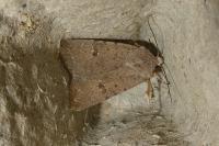 Caradrina flavirena/noctivaga