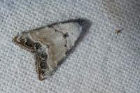 Nola infantula