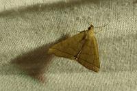 Herminia tarsipennalis