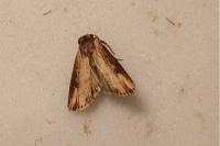 Axylia putris