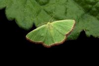 Eucrostes indigenata