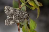 Acronicta megacephala