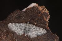 Eupithecia graphata