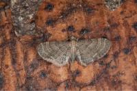 Eupithecia haworthiata