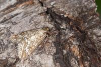 Evergestis frumentalis