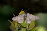 Isturgia murinaria