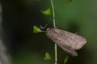 Lacanobia suasa