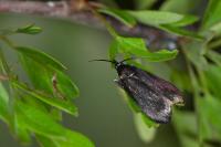 Lymphia chalybella