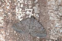 Metachrostis dardouini