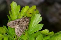Pachetra sagittigera